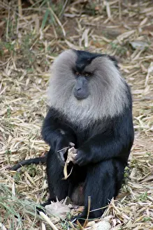 Silenus: Lion-tailed Macaque, male