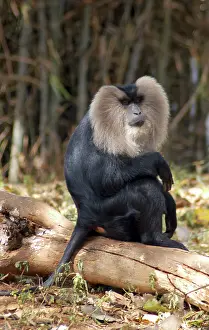 Silenus: Lion-tailed Macaque, male