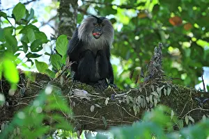 Silenus: Lion-tailed Macaque / Wanderoo