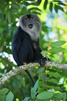 Silenus: Lion-tailed Macaque / Wanderoo