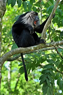 Silenus: Lion-tailed Macaque / Wanderoo