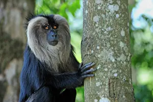 Silenus: Lion-tailed Macaque / Wanderoo