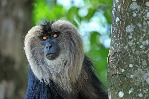 Silenus: Lion-tailed Macaque / Wanderoo