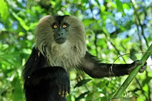 Silenus: Lion-tailed Macaque / Wanderoo