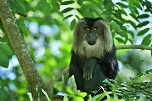 Silenus: Lion-tailed Macaque / Wanderoo