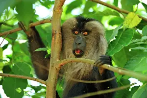 Silenus: Lion-tailed Macaque / Wanderoo