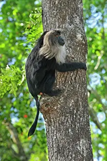 Silenus: Lion-tailed Macaque / Wanderoo