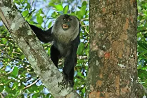 Silenus: Lion-tailed Macaque / Wanderoo
