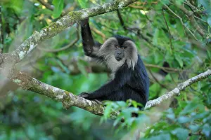 Silenus: Lion-tailed Macaque / Wanderoo