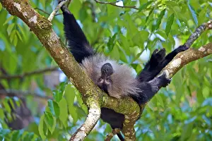 Silenus: Lion-tailed Macaque / Wanderoo adult dominant male