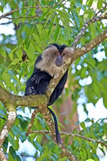 Silenus: Lion-tailed Macaque / Wanderoo adult dominant male
