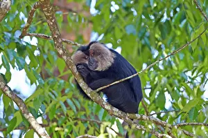 Silenus: Lion-tailed Macaque / Wanderoo adult dominant male