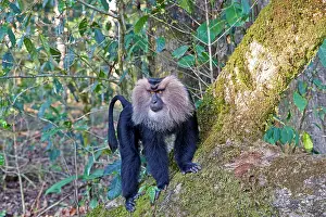 Silenus: Lion-tailed Macaque / Wanderoo adult dominant male