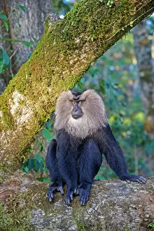 Silenus: Lion-tailed Macaque / Wanderoo adult dominant male