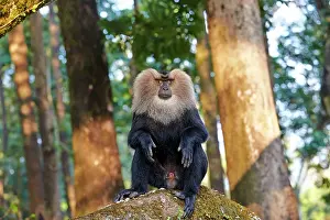 Silenus: Lion-tailed Macaque / Wanderoo adult dominant male