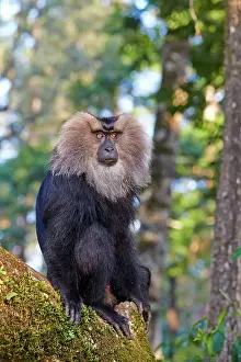 Silenus: Lion-tailed Macaque / Wanderoo adult dominant male