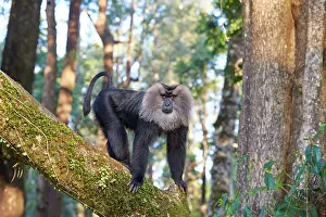 Silenus: Lion-tailed Macaque / Wanderoo adult dominant male
