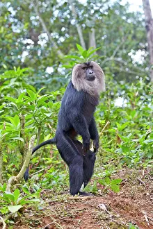 Silenus: Lion-tailed Macaque / Wanderoo adult dominant male