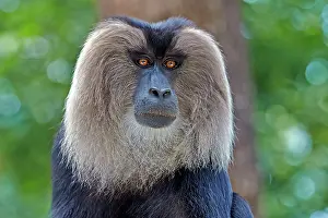 Silenus: Lion-tailed Macaque / Wanderoo adult dominant male