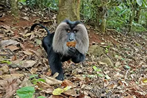 Silenus: Lion-tailed Macaque / Wanderoo adult dominant male