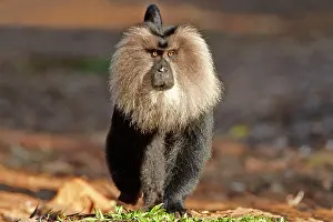 Silenus: Lion-tailed Macaque / Wanderoo adult dominant male