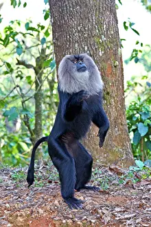 Silenus: Lion-tailed Macaque / Wanderoo adult dominant male
