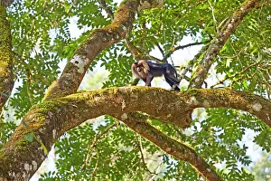 Silenus: Lion-tailed Macaque / Wanderoo adult dominant male