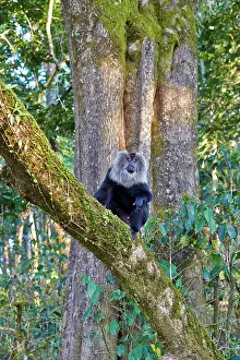 Silenus: Lion-tailed Macaque / Wanderoo adult dominant male