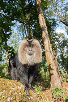 Silenus: Lion-tailed Macaque / Wanderoo adult dominant male
