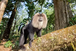 Silenus: Lion-tailed Macaque / Wanderoo adult dominant male