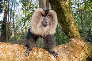 Silenus: Lion-tailed Macaque / Wanderoo adult dominant male