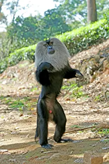 Silenus: Lion-tailed Macaque / Wanderoo adult dominant male