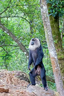 Silenus: Lion-tailed Macaque / Wanderoo adult dominant male