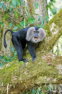 Silenus: Lion-tailed Macaque / Wanderoo adult dominant male