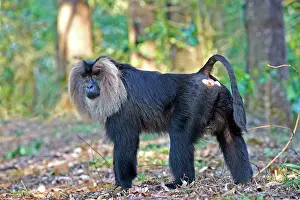 Silenus: Lion-tailed Macaque / Wanderoo adult dominant male