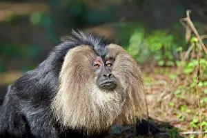 Silenus: Lion-tailed Macaque / Wanderoo adult dominant male