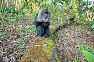Silenus: Lion-tailed Macaque / Wanderoo adult dominant male