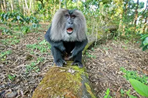 Silenus: Lion-tailed Macaque / Wanderoo adult dominant male