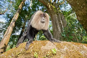 Silenus: Lion-tailed Macaque / Wanderoo adult dominant male