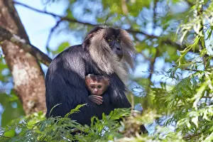 Silenus: Lion-tailed Macaque / Wanderoo adult female with