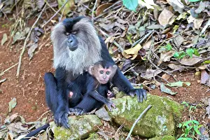 Silenus: Lion-tailed Macaque / Wanderoo adult female with