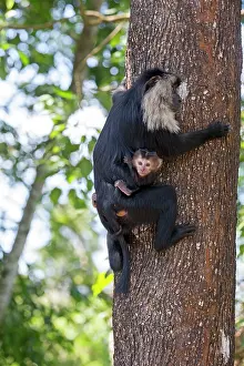 Silenus: Lion-tailed Macaque / Wanderoo adult female with
