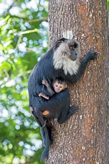 Silenus: Lion-tailed Macaque / Wanderoo adult female with