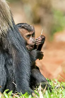 Silenus: Lion-tailed Macaque / Wanderoo adult female with