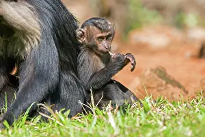 Silenus: Lion-tailed Macaque / Wanderoo adult female with