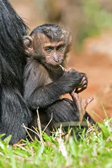 Silenus: Lion-tailed Macaque / Wanderoo adult female with