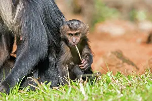 Silenus: Lion-tailed Macaque / Wanderoo adult female with