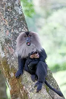 Silenus: Lion-tailed Macaque / Wanderoo adult female with