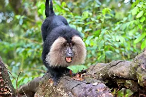 Silenus: Lion-tailed Macaque / Wanderoo adult male with dominant