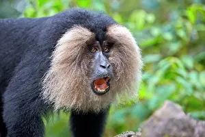 Silenus: Lion-tailed Macaque / Wanderoo adult male with dominant